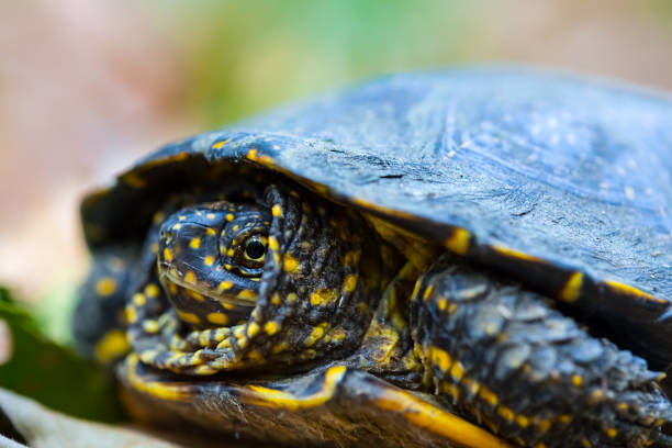 istock closeup turtle crawl among leaves in forest 1451773471