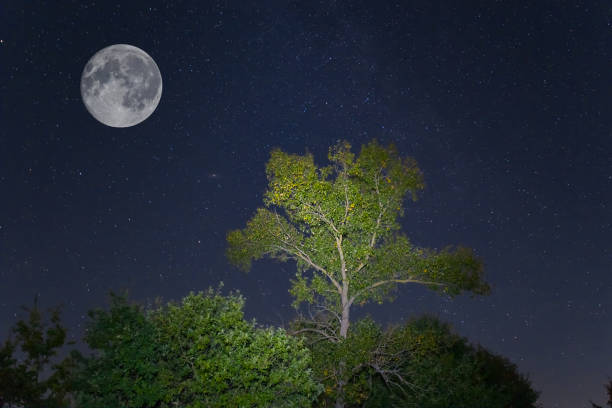 istock night forest on starry sky with fool moon, night outdoor scene 1451773714