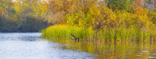 istock quiet river with forest on coast, autumn natural rural landscape 1451773994