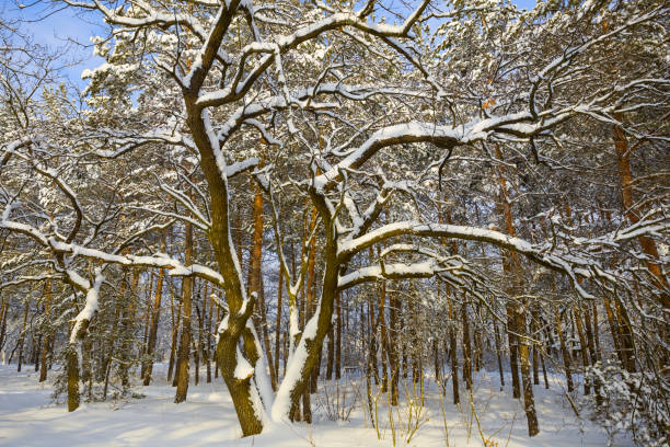 quiet forest glade in snow, winter snowbound forest scene