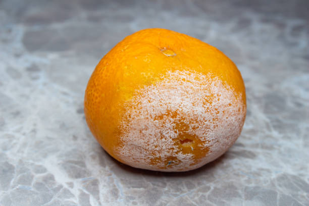 istock Moldy tangerine or mandarin on marble background 1451776658