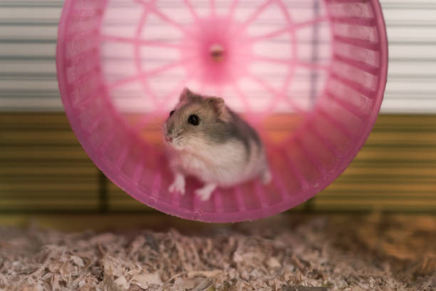 istock An hamster on a pink wheel 1451778018