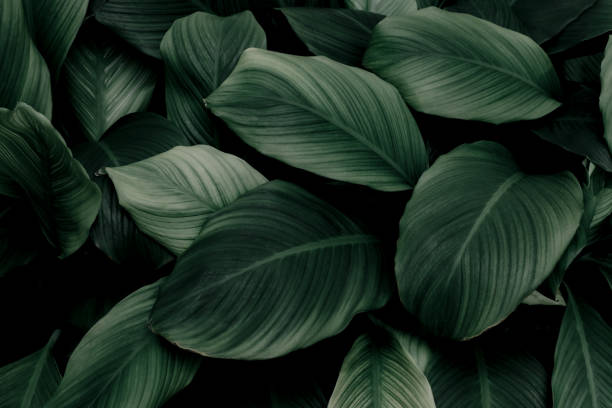 istock abstract green leaf texture, nature background, tropical leaf 1451779171
