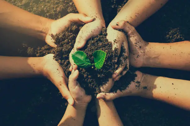 Photo of little boy's hand holding a green sapling earth day In the hands of trees planting saplings. Reduce global warming. Love the world concept.