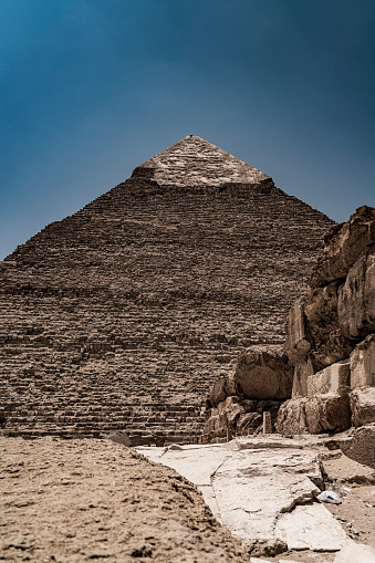 Camel in the middle of Khephren pyramid in a sunny day