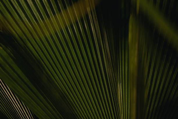 istock Tropical leaf in a botanical garden - perfect for background 1451780719