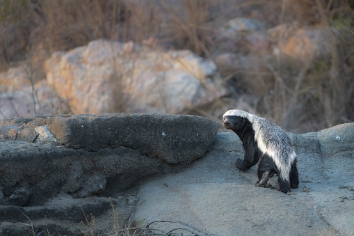 A Honey Badger looking back over his shoulder into the camera while standing on the rocks.