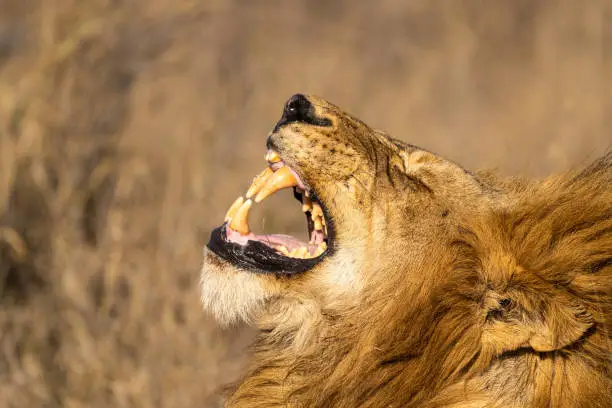 A male lion doing the flehmen grimace, lifting his head up and showing his teeth, Greater Kruger, BEAUTIFUL