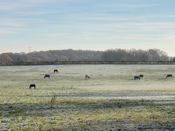 Grazing horses in winter