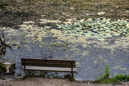 Empty wooden bench on lakeside with lotus water lily flower on the lake surface