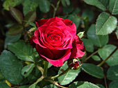 THE RED ROSE FLOWER