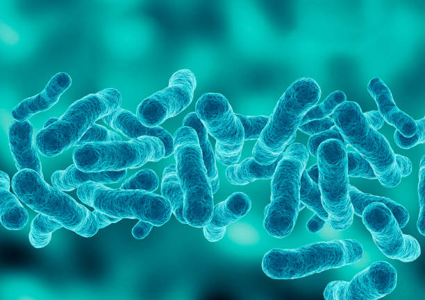 powiększenie mikroskopowe legionella pneumophila, prątki gram-ujemne, które powodują zapalenie płuc - microbiology zdjęcia i obrazy z banku zdjęć