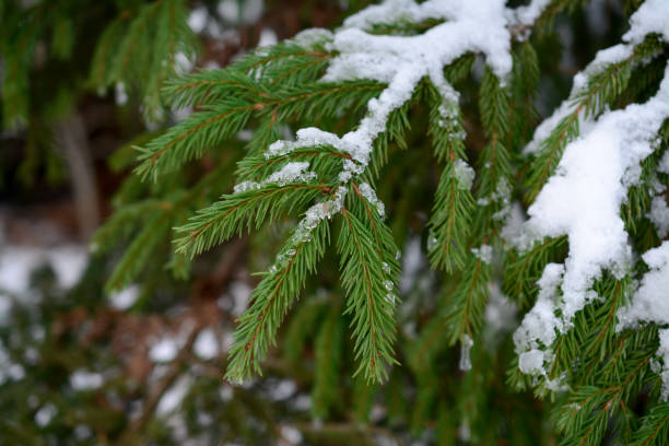istock Snow on fir tree branches, in the forest 1451790741