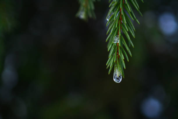 Snow on fir tree branches, in the forest