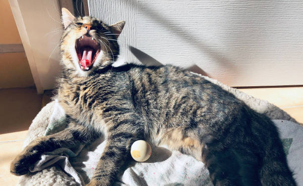 Young male Tabby cat yawning and sunbathing