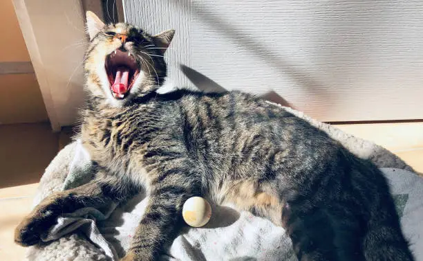 Photo of Young male Tabby cat yawning and sunbathing