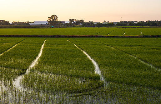 Background view of a green rice field growing from sown in a waterlogged area popular in farming with mills and residences far away in the Thai countryside.