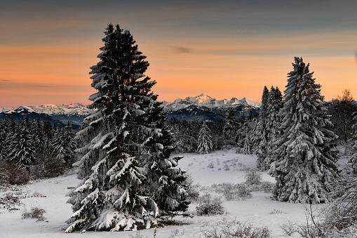 View of Mont Blanc around trees at sunset