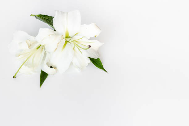 istock White liles flowers. Mourning or funeral background 1451794491