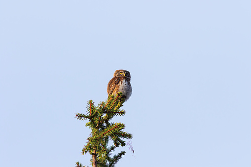 closeup of eurasian pygmy owl on top of a spruce (Glaucidium passerinum)