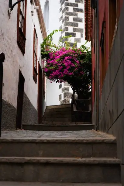 A vertical shot of a pot with pink paperflowers on the top of the stairs between the buildings