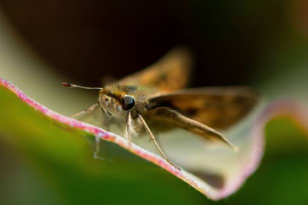 istock Selective focus of a whirlabout on a green leaf in a field under the sunlight 1451796035