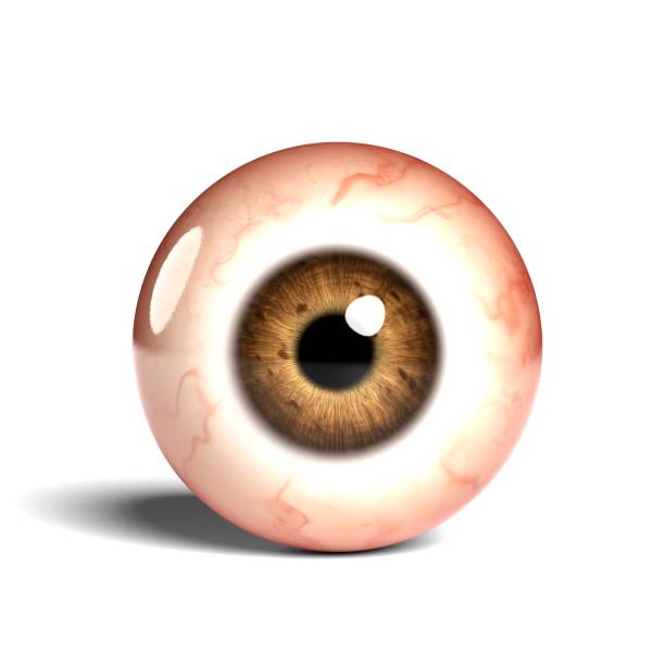 istock Front view of realistic human eyeball isolated on wihte background, 3D rendering 1451796147