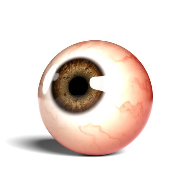 istock Side view of realistic human eyeball isolated on wihte background, 3D rendering 1451796164