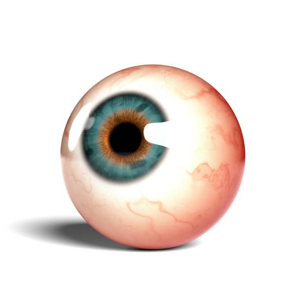 istock Side view of realistic human eyeball isolated on wihte background, 3D rendering 1451796231