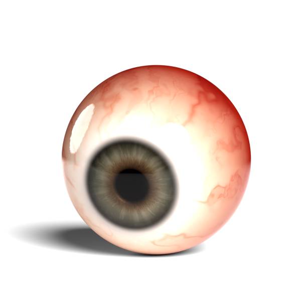 istock Side view of realistic human eyeball isolated on wihte background, 3D rendering 1451796397