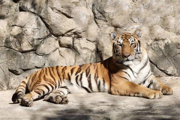 istock Close up Indochinese tiger is rest 1451796625