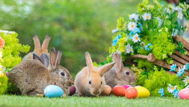 entzückendes und süßes neugeborenes kaninchen. baby süßes kaninchen oder neugeborenes entzückendes kaninchen. osterhase. - hase stock-fotos und bilder