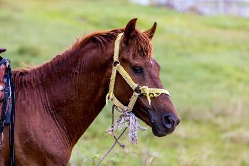 Horsing around at a farm in Washington, Connecticut