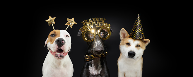 Banner group of dogs celebrating new year with a sign glasses, bow tie, polka dot hat costume. Isolated on black backgrund