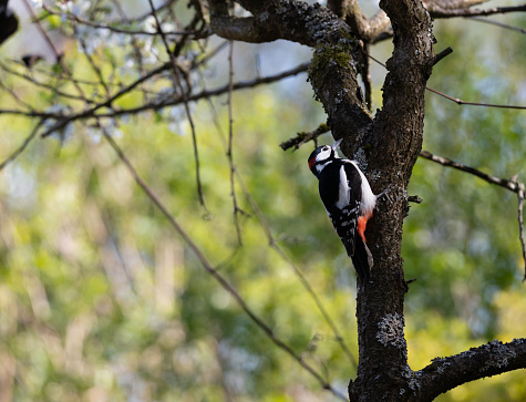 Great spotted woodpecker on tree. Blurred natural background