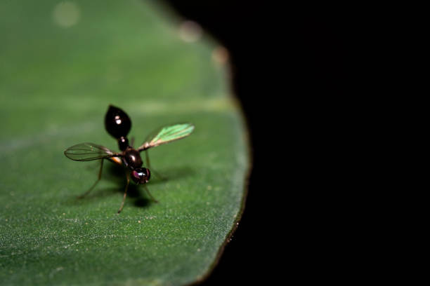 Swarmers, or flying termites, have clear front and back wings that are the same length. More about what a termite looks like. In contrast, ants have elbowed antennae and pinched waists.