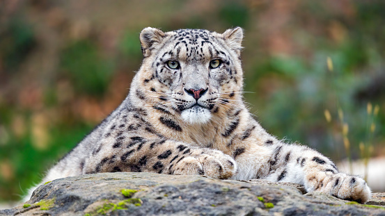 Snow Leopard in its enclosure on a hot summer day. It is in an enclosure at the Cat Survival Trust Centre at Welwyn.  The trust does a huge amount to protect and rehome big cats from failing zoos or private collectors and is part of the world wide cat breeding programme.