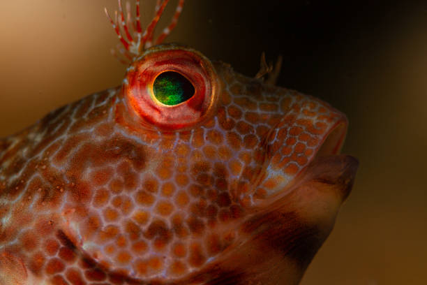 While I was diving between a canal of rocks, this blenny surprised me looking at me from a certain height, so I decided to go next to it. When I was there, I could see that, it saw me like looking down me and it was posing to the camera with the same behaviour. This behaviour allowed to capture its profile and enjoy its presence.