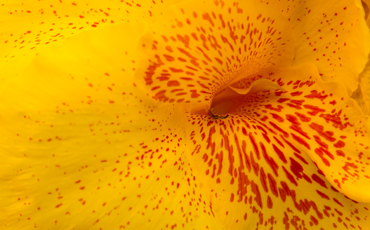 An abstract, bright full frame macrophotography image of a tulip flower center stamen and pistils with yellow, orange and red color petals.