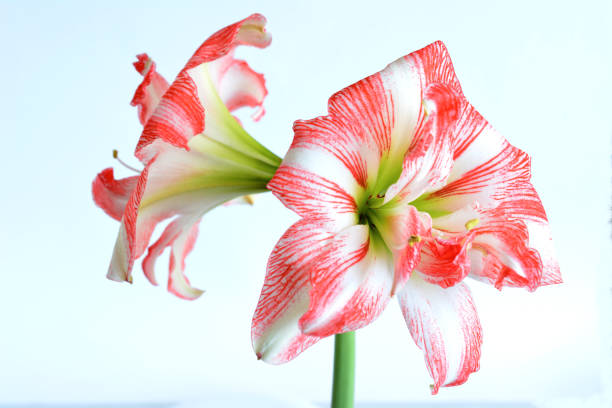 istock pink and white amaryllis in bloom isolated on white background, macro 1451813380