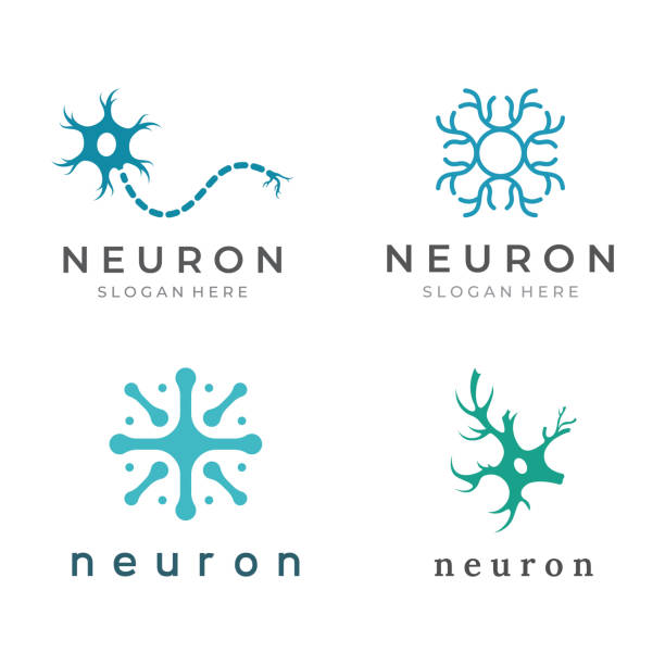 ilustraciones, imágenes clip art, dibujos animados e iconos de stock de logotipo de neurona o logotipo de célula nerviosa con plantilla de ilustración de vector conceptual. - nerve cell human nervous system biology synapse