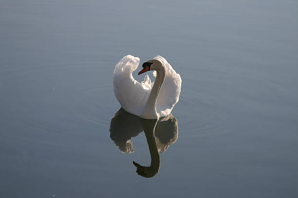 Swan Reflections with wings up stock photo