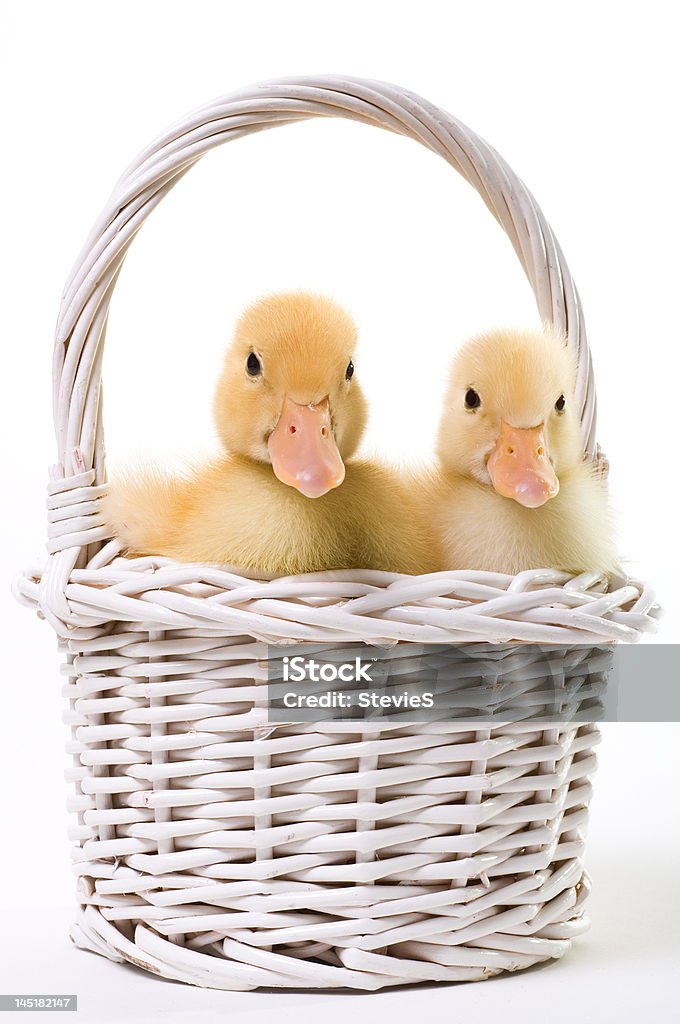 Paar Baby-Enten in einem Easter Basket - Lizenzfrei Blick in die Kamera Stock-Foto