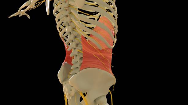 transversus abdominis anatomie musculaire pour le rendu 3d du concept médical - cervicis photos et images de collection