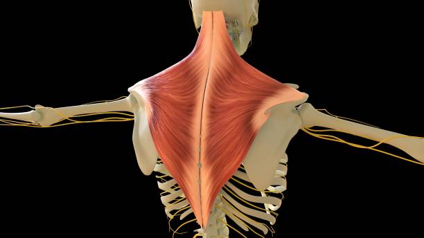 trapezius anatomie musculaire pour le rendu 3d du concept médical - cervicis photos et images de collection