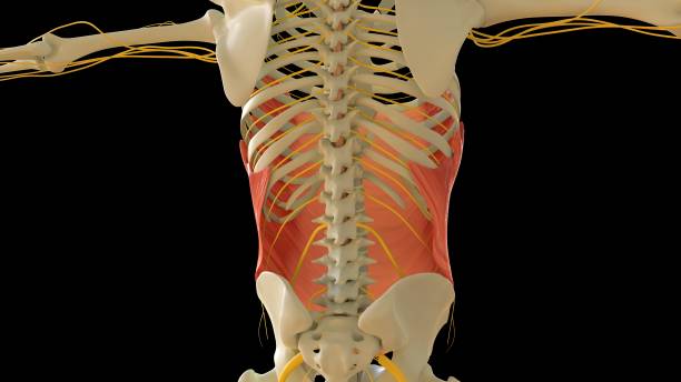 anatomie du muscle oblique externe abdominal pour le rendu 3d du concept médical - cervicis photos et images de collection