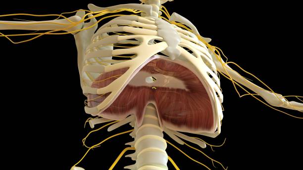 医療コンセプト3dレンダリング用の横隔膜筋肉解剖学 - diaphragm ストックフォトと画像