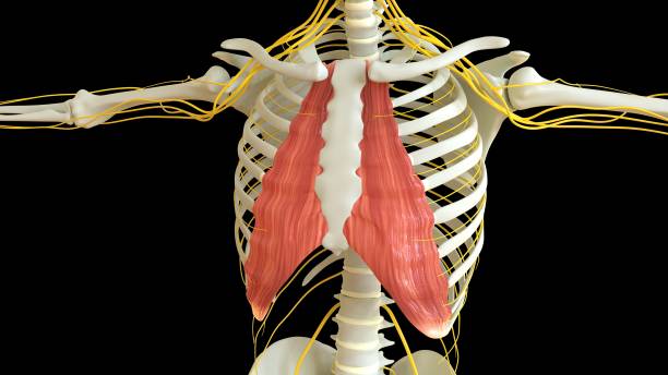 istock Intercostal Muscle Small anatomy for medical concept 3D rendering 1451821627
