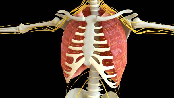 muscle intercostal grande anatomie pour le rendu 3d du concept médical - cervicis photos et images de collection