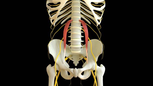 psoas minor anatomie musculaire pour le concept médical rendu 3d - cervicis photos et images de collection